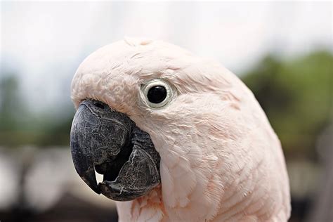 Bird Cockatoo Ornithology - Free photo on Pixabay