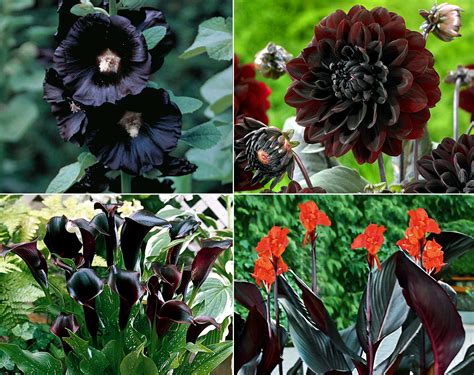 9 Dark Dramatic flowers | Black flowers | Dramatic plants - Naturebring