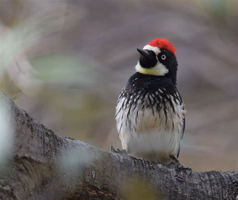 Acorn Woodpecker | Audubon Field Guide