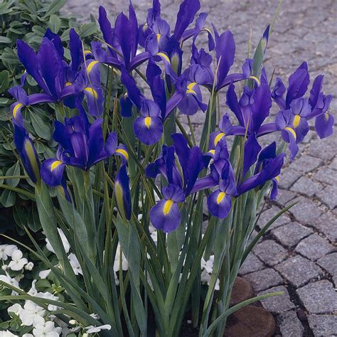 Iris Dutch 'Sapphire Beauty' 10 bulbs