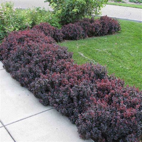 Berberis Concorde | Garden shrubs, Hedges landscaping, Plants