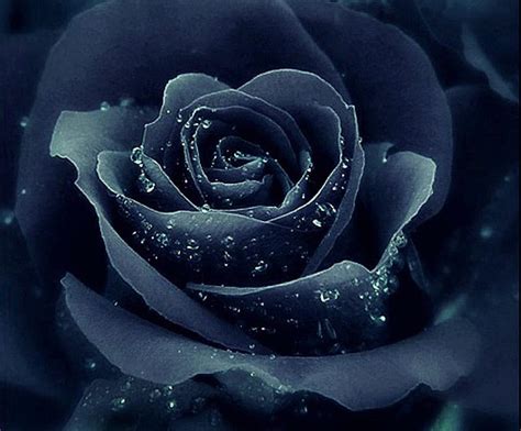 1920x1080px, 1080P free download | Magical black rose, pretty, nice ...