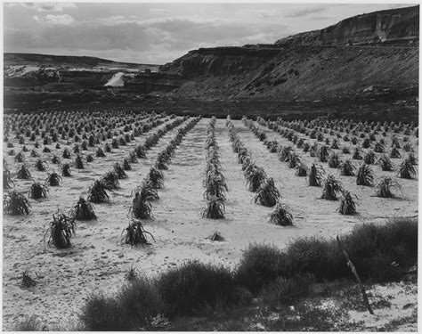 File:Looking across rows of corn, cliff in background, "Corn Field ...