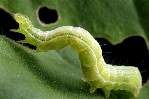 How to Control Cabbage Loopers | Gardener’s Path