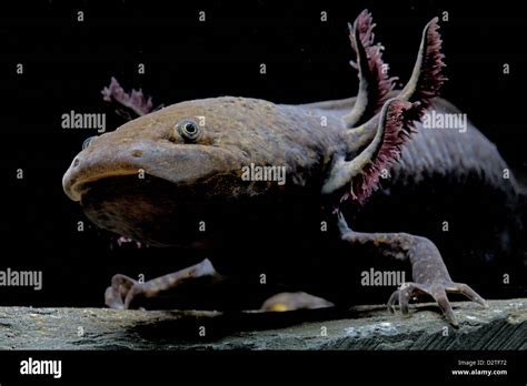 Aquatic Salamander Stock Photos & Aquatic Salamander Stock Images - Alamy