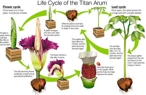 The Academy of Sciences' First Corpse Flower Is Getting Set For Its First Stinky Blooming