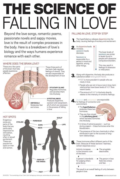 14. The Chemistry Of Love - 50 Infographics about Love You Must to Read