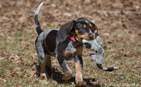 Methods to Train American English Coonhound Dog- Strategies and ...