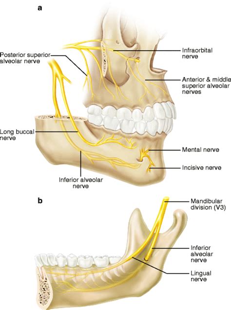 Etiology and Prevention of Nerve Injuries | Musculoskeletal Key