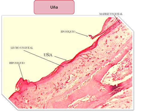 Album De Histologia Tejido Epitelial | The Best Porn Website