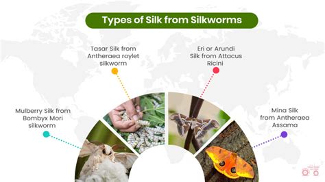 What is Sericulture? The Complete Process of Rearing of Silkworm for Silk