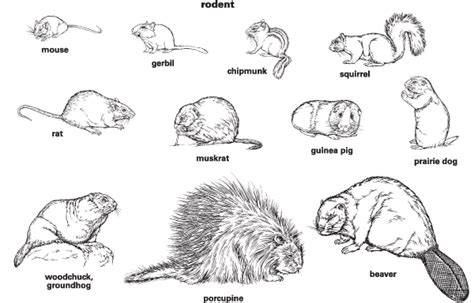 Rodent Definition & Meaning | Britannica Dictionary