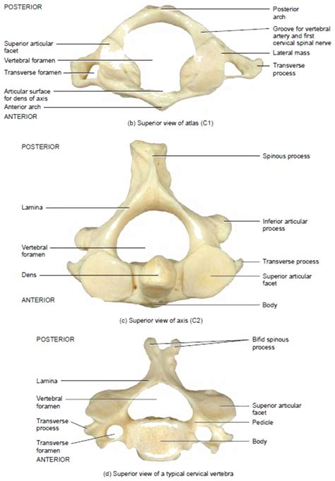 what is the structure of sternum bone ? where it is situated