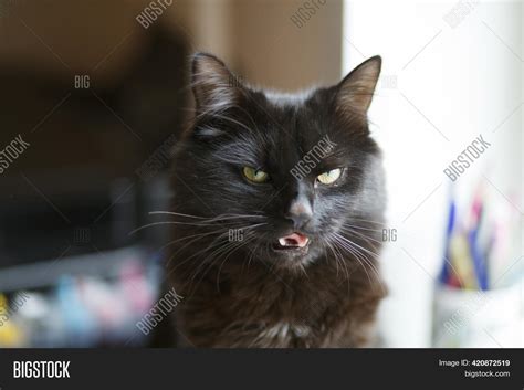 Funny Black Cat Meme Image & Photo (Free Trial) | Bigstock