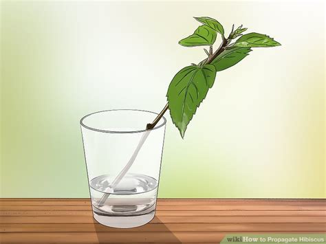 How to Propagate Hibiscus (with Pictures) - wikiHow