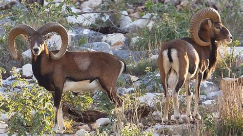 Urial Sheep Breed of Pakistan | Complete Documentary | Vlog - YouTube