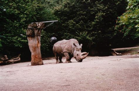 Osnabrück Zoo 2002 - White Rhinoceros exhibit - ZooChat