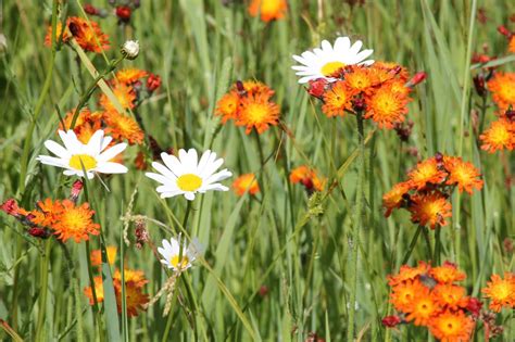 Likeness in a Change of Scenery: Northern Minnesota Wildflowers ...