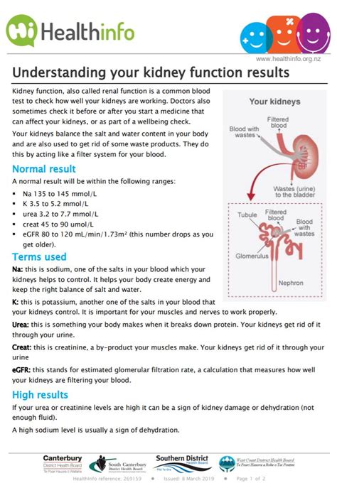 Kidney function blood test – basic information | Healthify