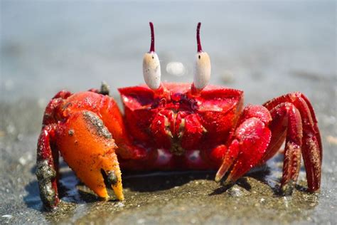 Red Crab | Crab, Beautiful sea creatures, Colorful crabs