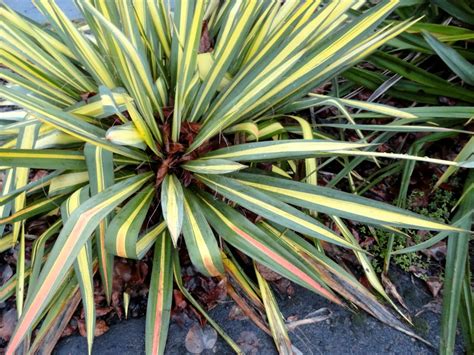 danger garden: Yucca filamentosa 'Color Guard' is my favorite plant in ...