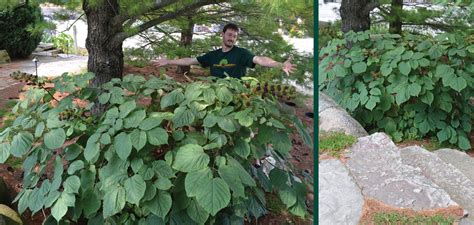 Spikenard - Aralia racemosa | Heyden's Gardens | Cedarburg, WI