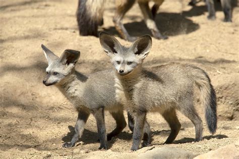 Fox Pups | Our bat-eared fox pups are thriving and frolickin… | Flickr