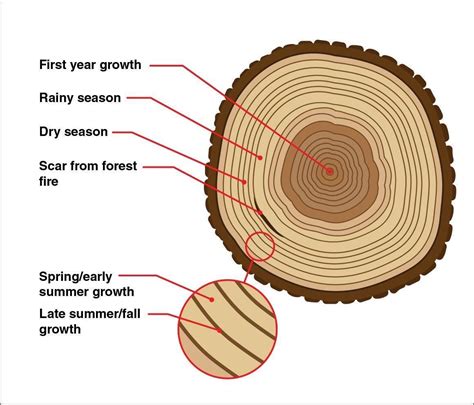 Tree Identification, Tree Study, Plant Science, Life Science, Science ...