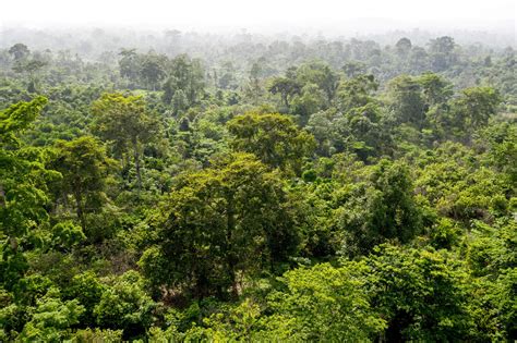 What is a Rainforest? | Rainforest Alliance