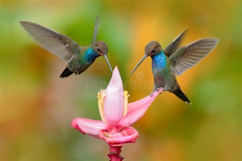 Two Hummingbirds stock photo. Image of hummingbirds, female - 4796030