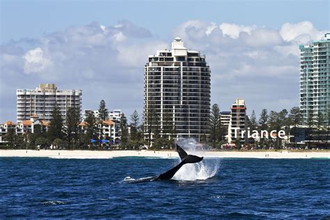 Coolangatta Beach. | Coolangatta, Humpback whale, Whale