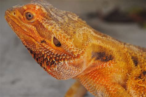 The Complete Bearded Dragon Diet: What Can They Eat? - The Pet Savvy