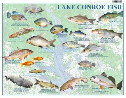 Lake Conroe Texas Fish|Lake Conroe Map