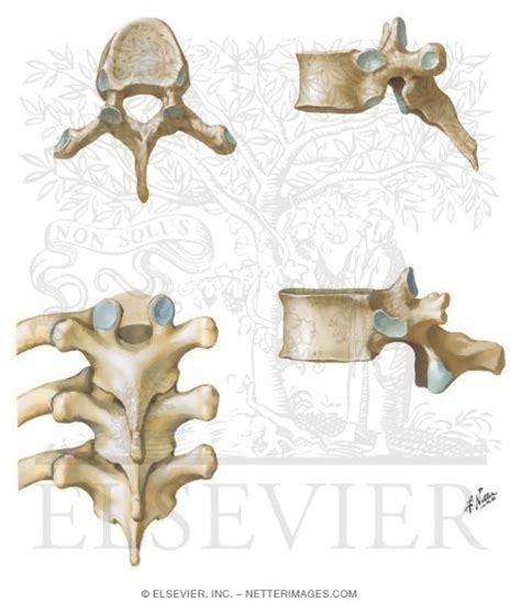 Thoracic Vertebrae