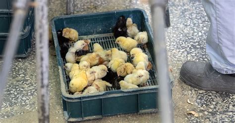 Chick Culling: Is It Legal to Kill Baby Chickens?