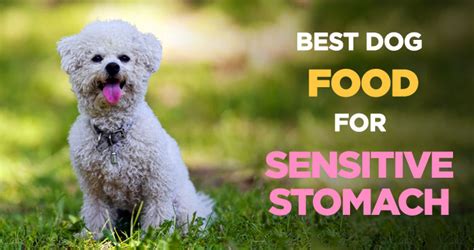 Best Dog Food for Sensitive Stomach: Ultimate Diet for Upset Tummies