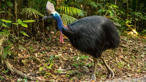 Cassowary Claw