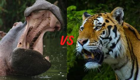 Tiger vs Hippo - Who Would Win?