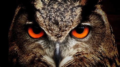 3840x2160 Owl Eagle Eyes 4K ,HD 4k Wallpapers,Images,Backgrounds,Photos ...