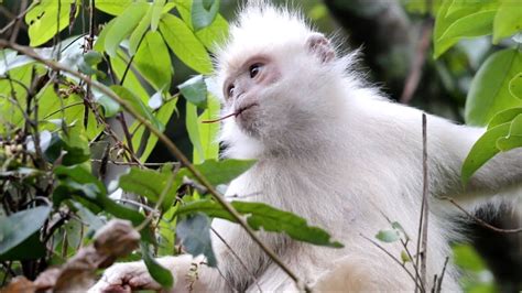 Rare all-white Francois' langurs spotted in south China - YouTube