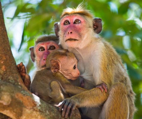 Enter the Primate World: Habitat of Monkeys and Where They Live
