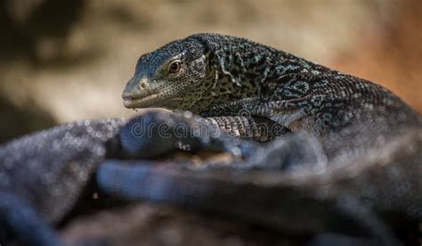 Blue Monitor Lizard Portrait Stock Image - Image of black, beauty: 174190763