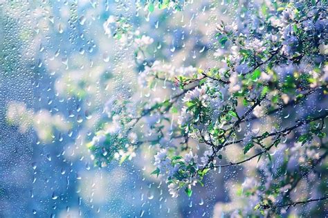 Premium Photo | Spring flowers rain drops, abstract blurred background flowers fresh rain