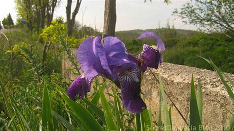 Croatia's national flower - Iris Croatica | Secret Dalmatia Blog ...