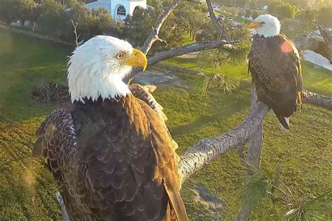 Beloved Florida Eagle Cam Returns For Another Nesting Season With New ...