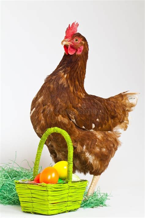 Hen with eggs stock photo. Image of colored, breakfast - 12682540