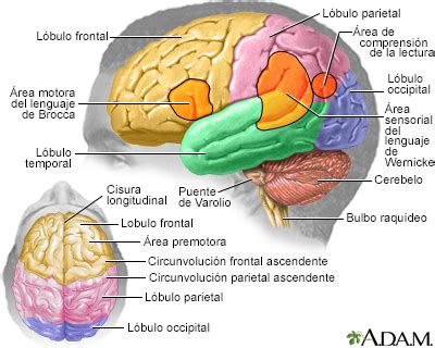 Spanish HIE Multimedia - Deficiencias neurológicas focales