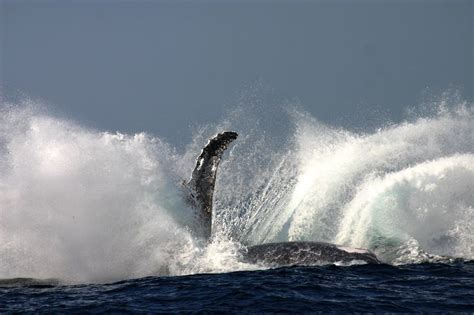 Oregon's Infamous Exploding Whale Incident Of 1970 | IFLScience