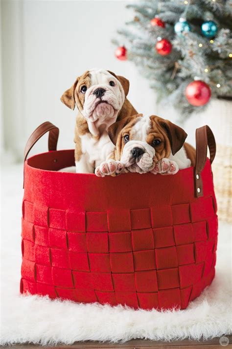 13 ridiculously cute holiday pet photo ideas - Think.Make.Share ...