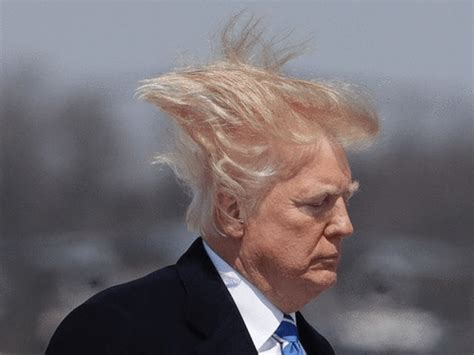 GIF trump bald - animated GIF on GIFER - by Griris